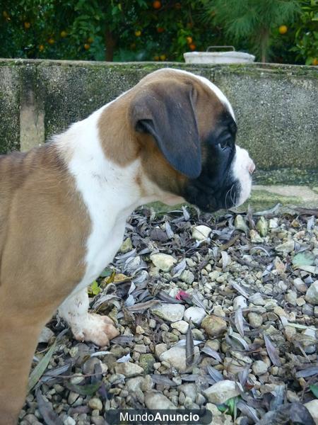 CACHORROS BOXER