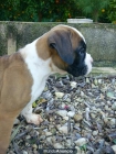 CACHORROS BOXER - mejor precio | unprecio.es