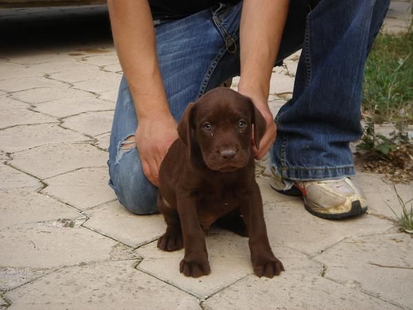 CACHORROS DE LABRADOR CHOCOLATA 600
