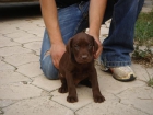 CACHORROS DE LABRADOR CHOCOLATA 600 - mejor precio | unprecio.es