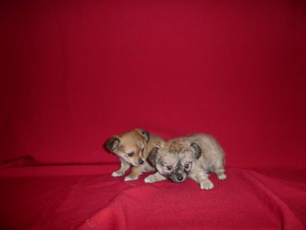 Chihuahua