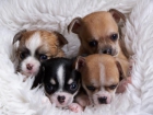 CHIHUAHUAS - mejor precio | unprecio.es
