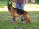 EXCELENTE CACHORRA PASTOR ALEMAN - mejor precio | unprecio.es