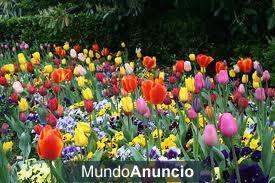 flores por encargo economicas y de gran calidad