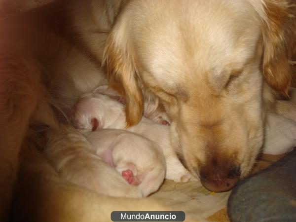 Golden retriever guapisimos!!!