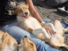 Naila, perrita de 10 kilos abandonada en la perrera - mejor precio | unprecio.es