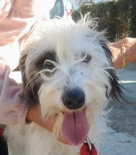 pleusa, preciosa perra de aguas en adopción