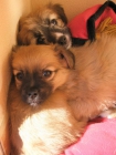 Preciosos cachorros de tamaño pequeño en adopción - mejor precio | unprecio.es