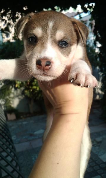regalamoss preciosos cachorros