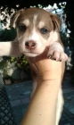 regalamoss preciosos cachorros - mejor precio | unprecio.es