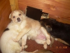 REGALO CACHORROS CRECIENDO - mejor precio | unprecio.es