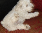 Se vende caniche hembra blanca - mejor precio | unprecio.es