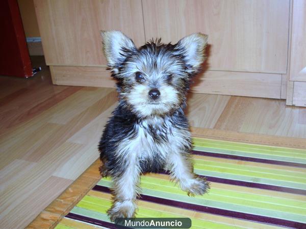 Se vende Yorkshire toy