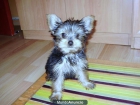 Se vende Yorkshire toy - mejor precio | unprecio.es
