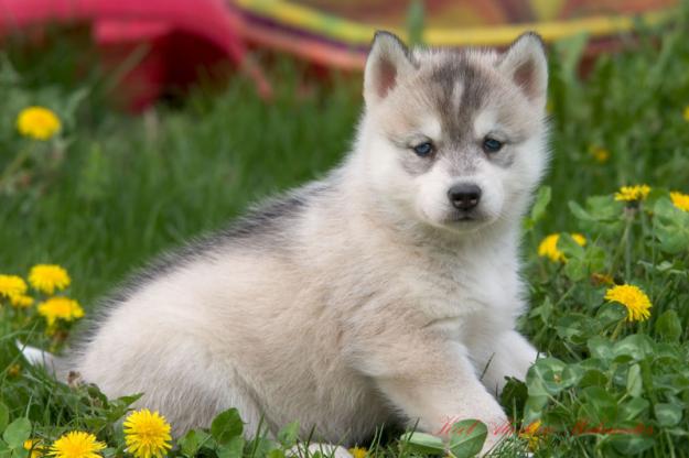 Siberian Husky