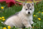 Siberian Husky - mejor precio | unprecio.es