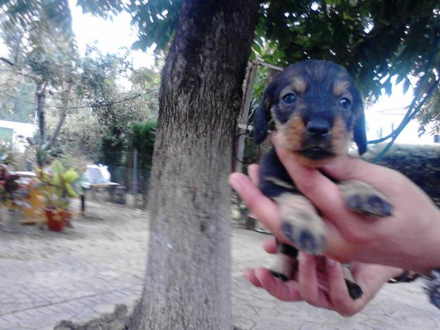 Teckel estandar de pelo duro