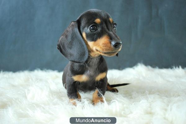 Teckel mini, cachorritos de primera calidad y al mejor precio¡¡