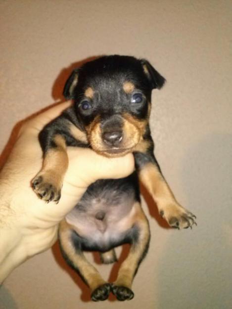 Ultimo cachorro de mini pinscher