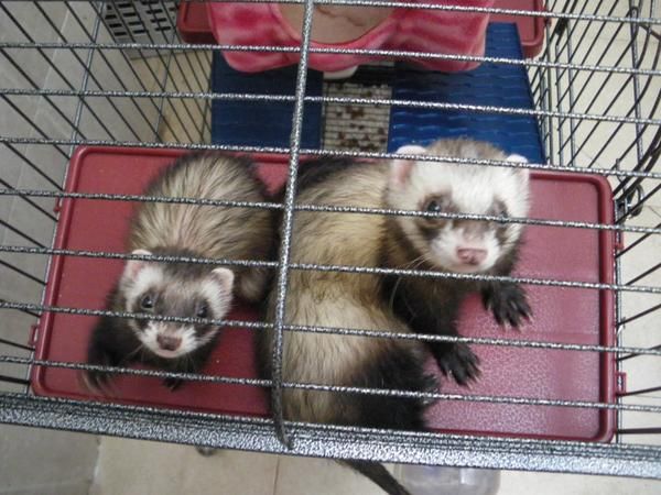 vendo 2 hurones, macho y hembra + jaula etc etc por 250