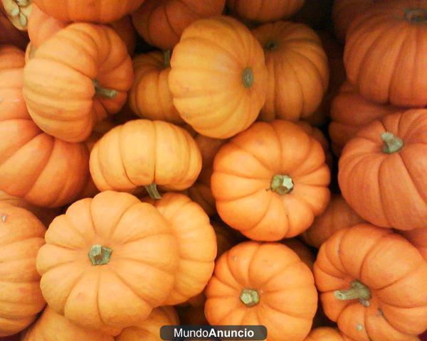 VENDO CALABAZAS AL POR MAYOR