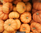 VENDO CALABAZAS AL POR MAYOR - mejor precio | unprecio.es