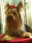 Yorkshire Terrier Jovenes Adultos - mejor precio | unprecio.es
