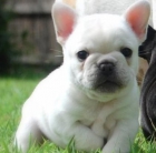 2 cachorros de bulldog frances.preciosos 150 - mejor precio | unprecio.es