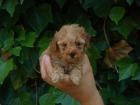 cachorros de caniche toy - mejor precio | unprecio.es