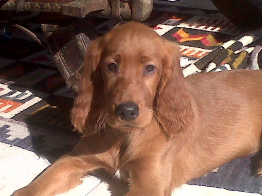 cachorros de setter irlandes