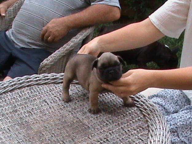 camada bulldog frances