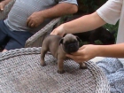 camada bulldog frances - mejor precio | unprecio.es
