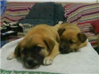Dos cachorritos encontrados en un cubo de basura - mejor precio | unprecio.es
