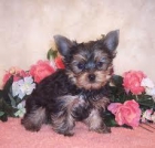 Dos cachorro hembra y macho yorkshire terrier - mejor precio | unprecio.es