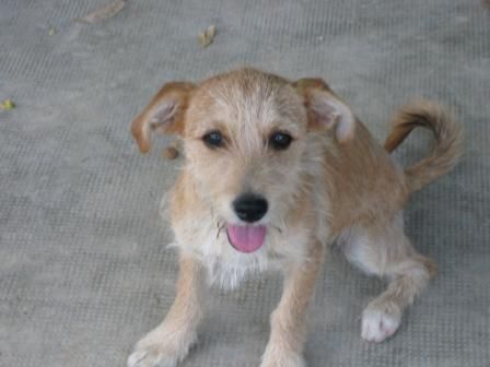 Goda y Gody, cachorritos en adopción.