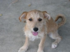 Goda y Gody, cachorritos en adopción. - mejor precio | unprecio.es