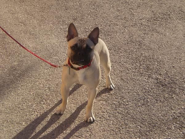 Macho disponible para montas