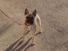 Macho disponible para montas - mejor precio | unprecio.es