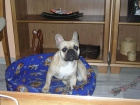 Se ofrece bulldog frances para monta - mejor precio | unprecio.es