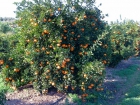Vendo mandarinas Ortanique, excelente calidad, en Picassent, Valencia - mejor precio | unprecio.es