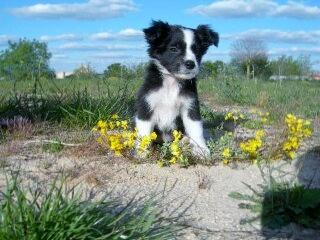 Border Collie busca dueño