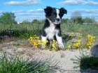 Border Collie busca dueño - mejor precio | unprecio.es