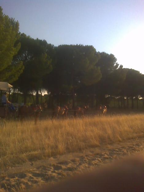 alquiler de carreton