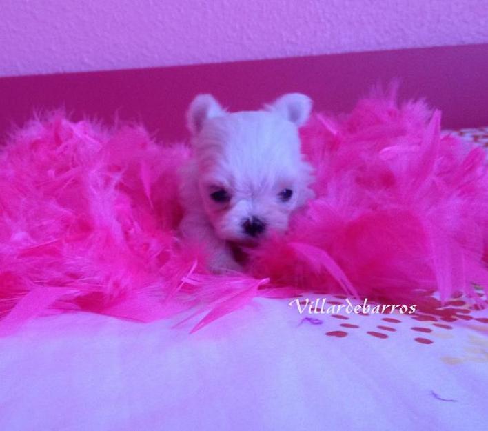 Bichon Maltes