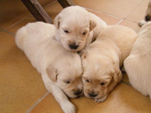 Cachorros Golden Retriever