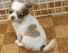 chihuahua CACHORROS DE EXCELENTE - mejor precio | unprecio.es