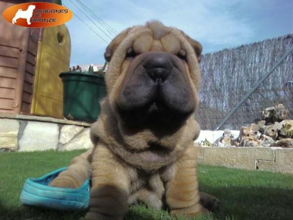 PROXIMOS NACIMIENTOS DE SHAR PEI,SHARPEI  AMERICANOS EN DRAGONES DE BRONZE