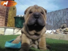 PROXIMOS NACIMIENTOS DE SHAR PEI,SHARPEI AMERICANOS EN DRAGONES DE BRONZE - mejor precio | unprecio.es