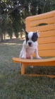 Ultimo cachorrito bulldog frances. - mejor precio | unprecio.es