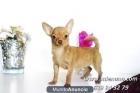 VENTA DE CHIHUAHUAS MINI, ENVIOS CONTRA REEMBOLO - mejor precio | unprecio.es